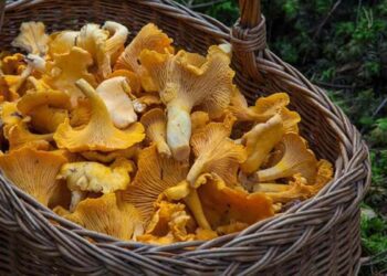 Angry About Mushrooms?