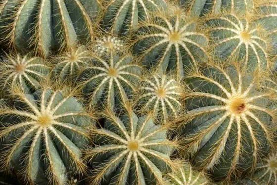 peyote cactus for sale 2