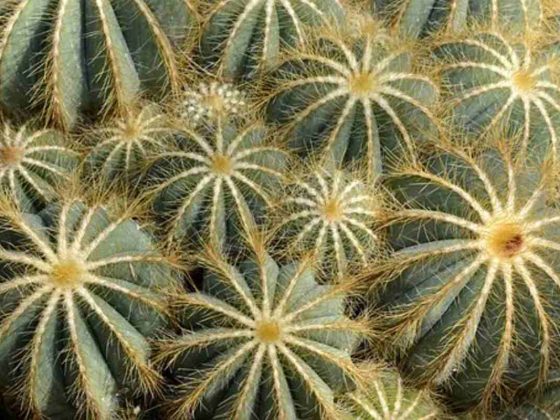peyote cactus for sale 2