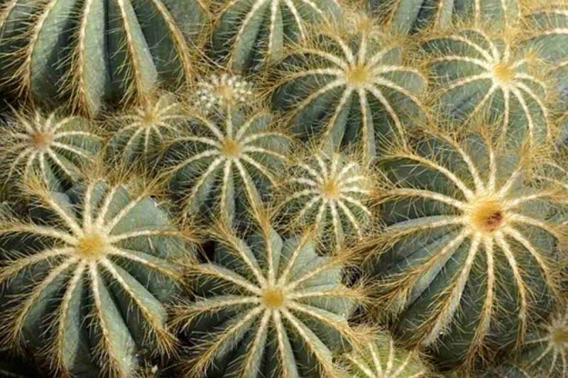peyote cactus for sale 2