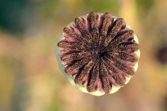 poppy pods for sale 2 1