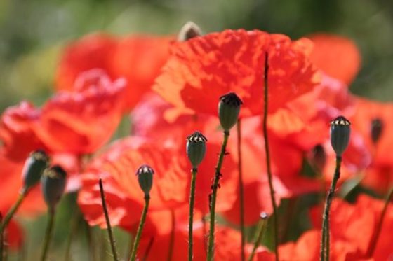 poppy pods for sale 2