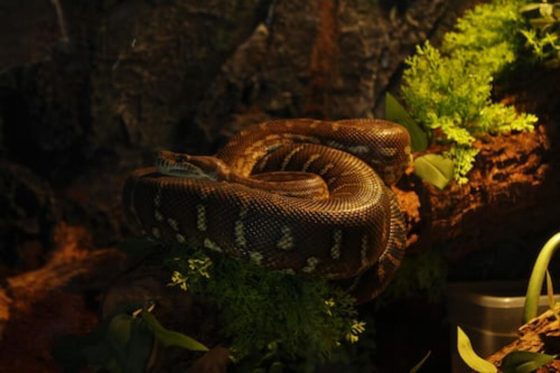 hognose snake for sale 2