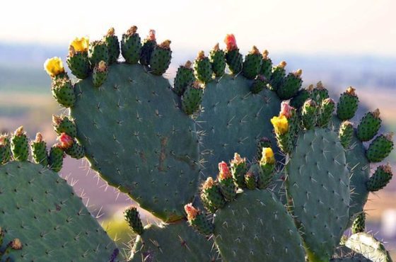 peyote for sale 2