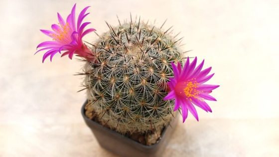 san pedro cactus for sale 2