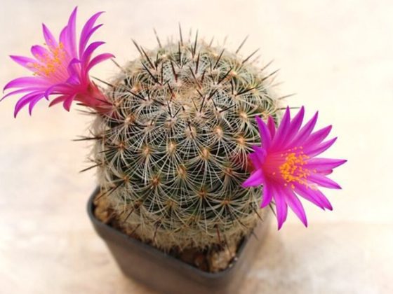 san pedro cactus for sale 2