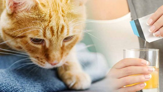 miralax dosage for cats