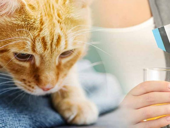miralax dosage for cats