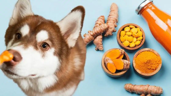 Is Turmeric Safe for Dogs