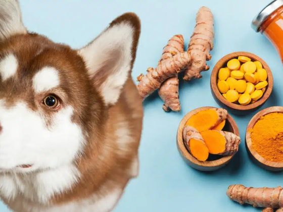 Is Turmeric Safe for Dogs